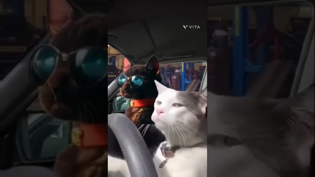 CAR ACCIDENT | AUTO REPAIR SHOP | VS CAT  😺🐈