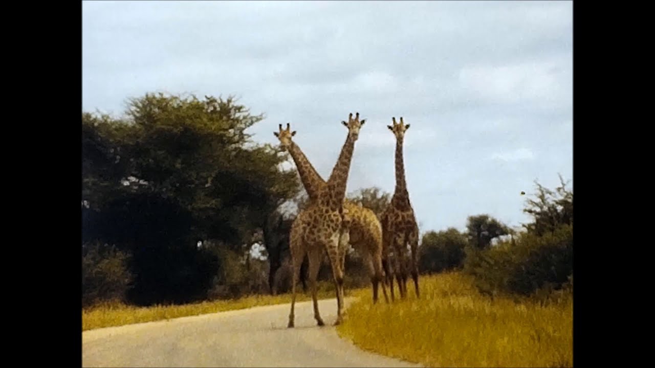 The Family Cinefilm Project  South Africa 1982 Reflecta Normal 8 Super 8 Cine Film Scanner