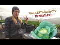 СЕЕМ КАПУСТУ - НАШ ПРОВЕРЕННЫЙ СПОСОБ