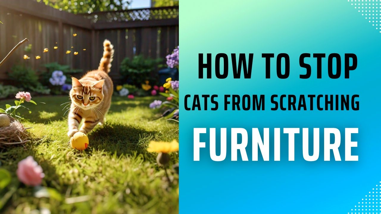 How To Stop My Cat From Scratching The Bedroom Door