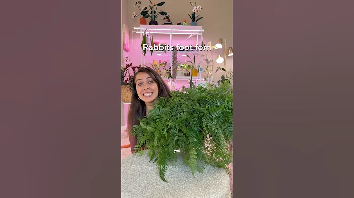 Rating my houseplants with a simple yes, no, or maybe #houseplant #plantcollection