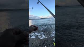 Barracuda & Carangues
