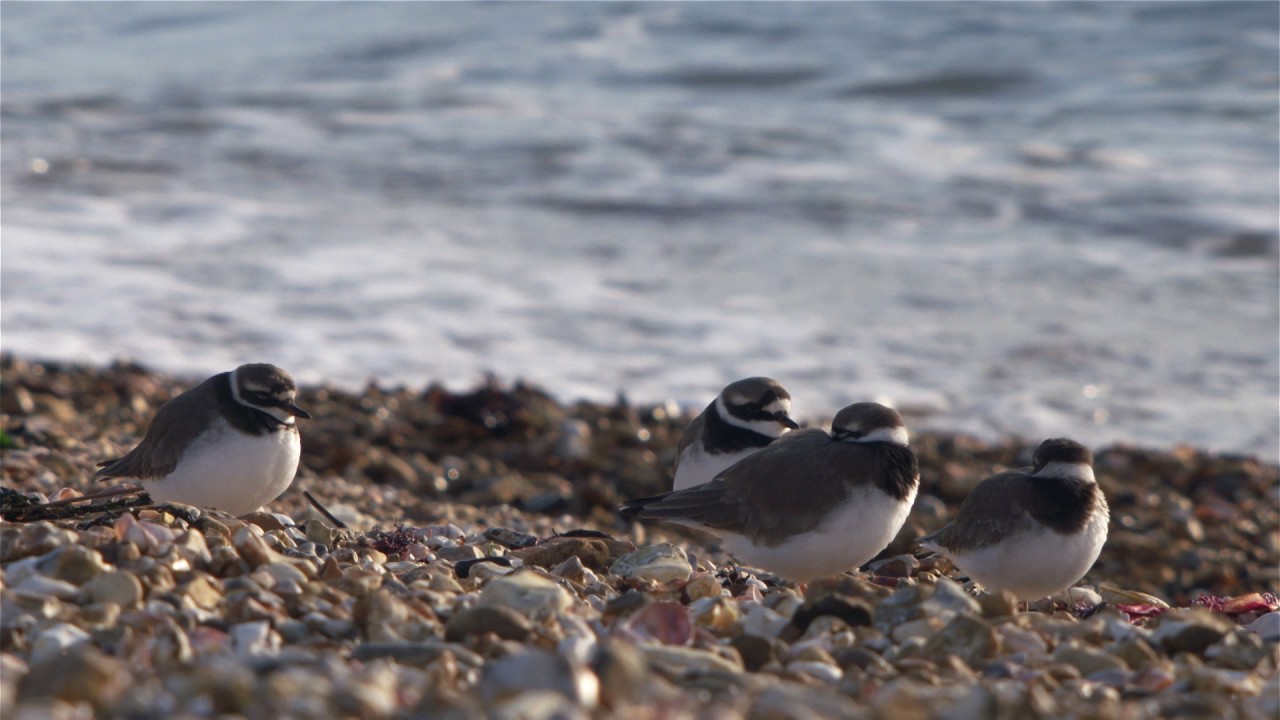 birdlife south africa Ringed Plover
