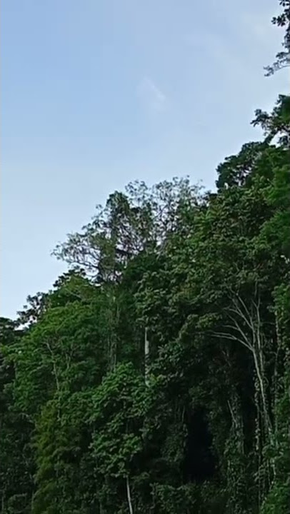 Suara Burung Kakatua di hutan Papua #burungkicau #viralvideo #viral #papua #papuabarat #hutantropis