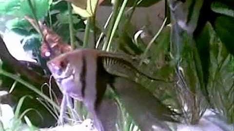 Cá Ông Tiên Bán Nguyệt Halfblack Angelfish - Thiên Đường Cá Cảnh