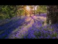Song of the Bluebell Wood, ABRSM Grade 4