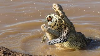 Leopard Goes Down To The River Looking Crocodile For Get Revenge, But It Overestimated Itself... by Wild Animals 241,788 views 1 year ago 12 minutes, 47 seconds