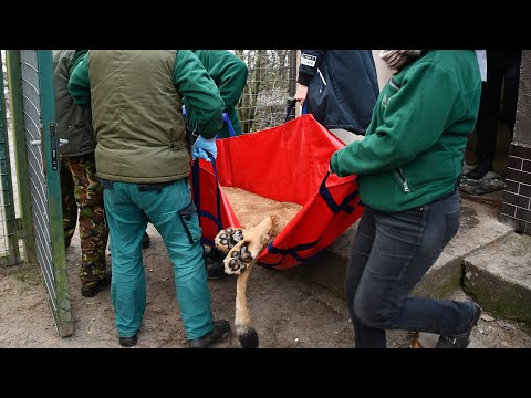 Krigens dyr: Tre løver reddet ud af Ukraine