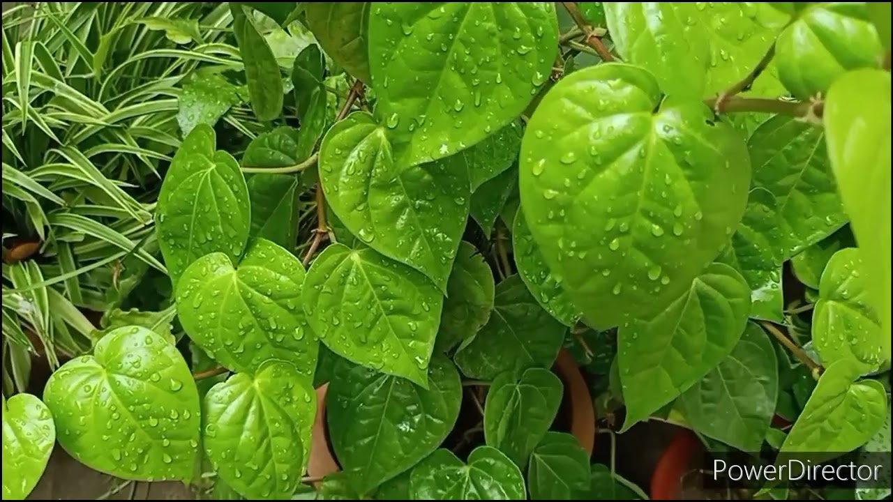 Paan/Betel leaf Plant best time to buy // Summer & Winter Care