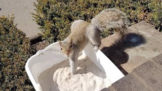 Squirrels' reactions to chinchilla dust bath