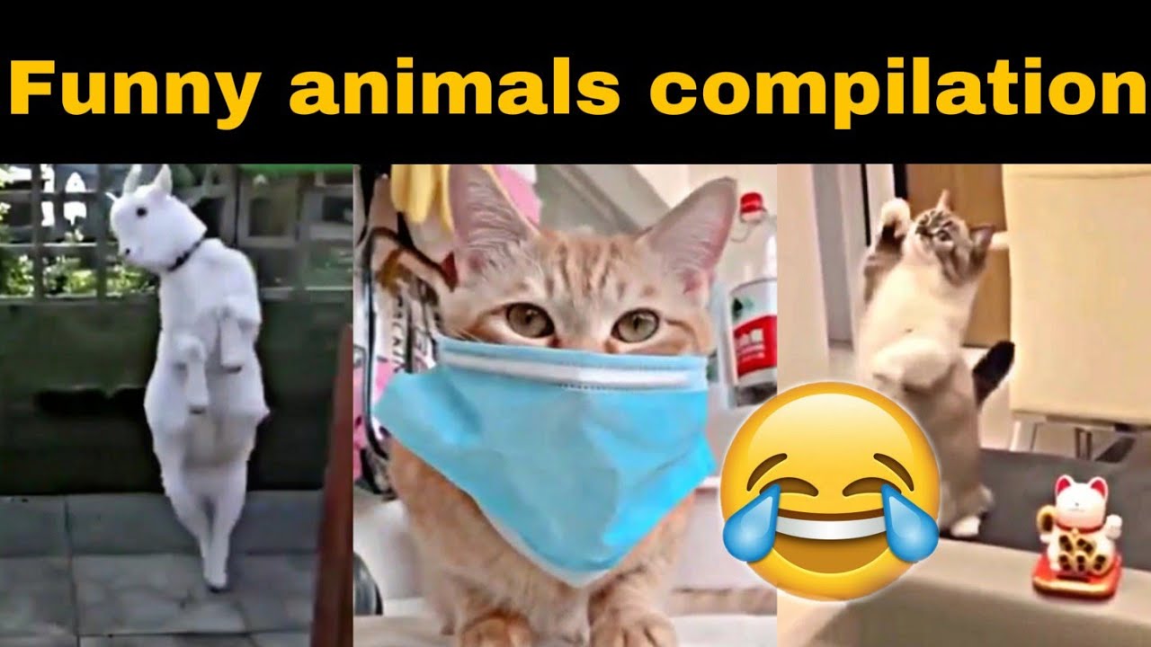 Funny animals compilation 