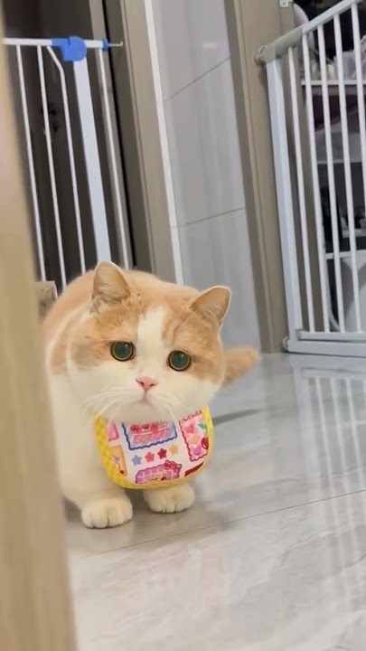 #cat #kitten #catlover #cute #pets #tiktok #animals #shorts
