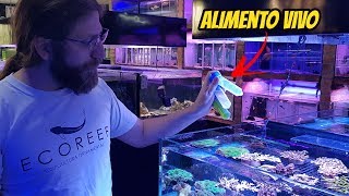 Alimentos Vivos para Corais e Peixes