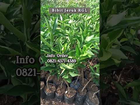 Bibit Jeruk RGL Unggulan untuk Hasil Kebun Maksimal!