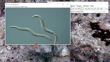 How to measure species individuals in ImageJ?