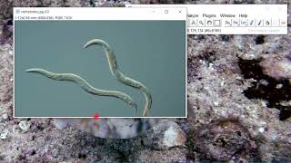 How to measure species individuals in ImageJ? screenshot 5