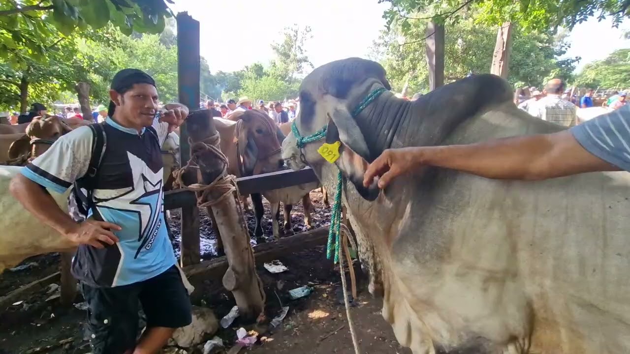 Tiangue de El Tránsito, San Miguel, El Salvador 🇸🇻 