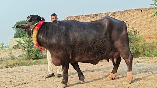 شاہدعلی بلوچ601گ ب{ 04عددبھینسیں }16جون2026 Top Class Pure Neli Buffalos For Sale on Eitfaaq Tv