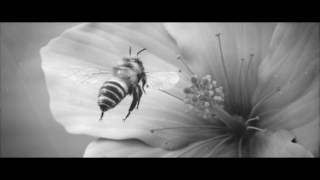 Стихия/Elementum - Фильм поэзия/Poetry film Стихия/Elementum - Фильм поэзия/Poetry film