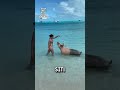 The beach pigs of the Bahamas are huge! 😲🐷                    🎥: BViral
