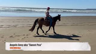 For Sale - Angels Envy aka "Sweet Pea" 2018 RMHA Mare