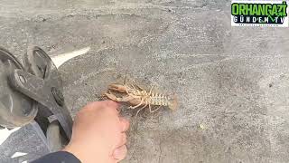 Orhangazi Balık Pazarında Hamsi Karaborsaya Düştü.. Orhangazi Gündem Tv İlhan Erdem Özel Haber