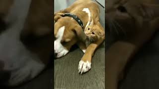 Download Lagu Dog alarm funny#kittin#catshort#funny#fyp MP3