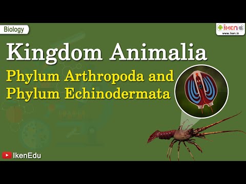 Kingdom Animalia: Phylum Arthropoda and  Phylum Echinodermata | iKen | iKen App | iKen Edu