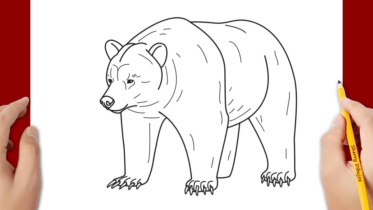Cómo dibujar un oso grizzly - YouTube