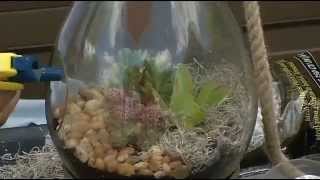 Wsvn 7 Room For Improvement - Hanging Terrariums