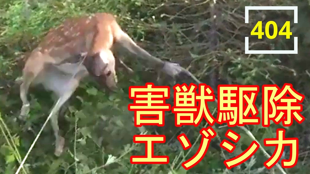 2025.7.7 害獣駆除 #エゾシカ #404 - YouTube