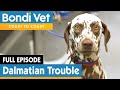 🐶 Dalmatian Dog Rushed To Emergency | FULL EPISODE | E9 | Bondi Vet
