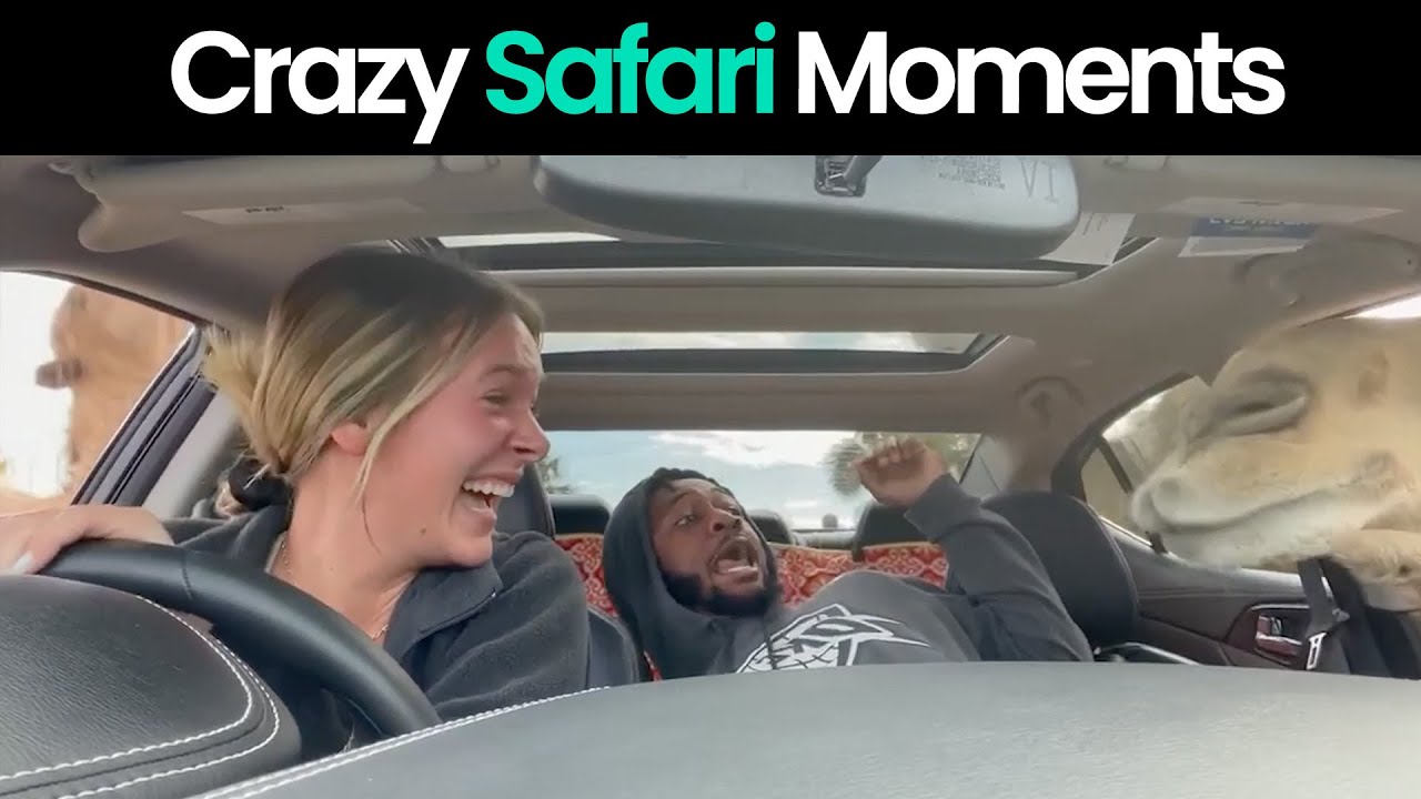 Crazy Safaris: Animals Gone Wild - YouTube