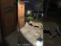 Brave cat encounters leopard! #leopard #cctv #viral #wildlife