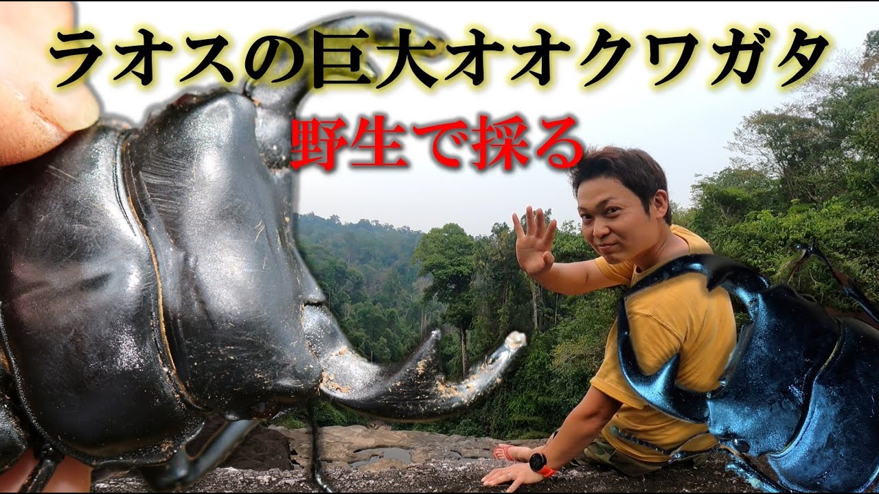 野生のアンタエウスオオクワガタに挑む