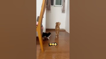 When Your Cat Thinks It