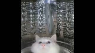 Space Cat Original Video #Shorts #Cats #SpaceCat #Space #Cat #Video #PPKResurection #ViralVideo