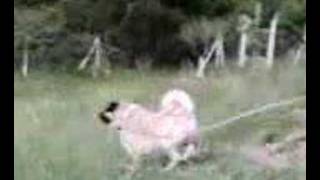 Kangal Duman 2