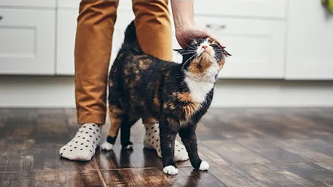 What you need to know about pets and coronavirus after two cats test positive for COVID-19