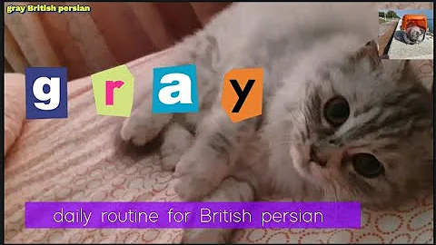 Watch the video about What is the daily routine for British persian cat | gray British persian
