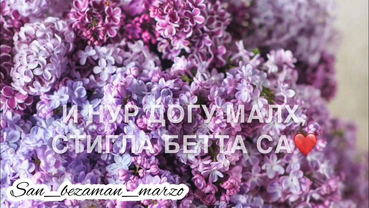 Ас хьо хаьржина. Ас хьо хаьржина. Зарета асхабова биография. Ас хьо хаьржина. Сочинение:"ас хаьржина корматалла".