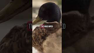 Crescent Duck Farm Is Back