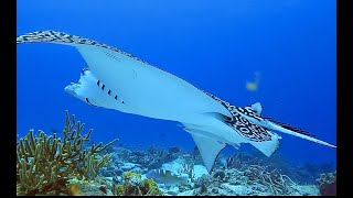 COME DIVE WITH ME IN COZUMEL, MEXICO 2022 - 60 minutes underwater relaxation video