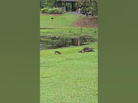 Otters at Singapore Botanic Gardens - YouTube