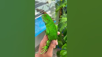 Làm gì khi mới đón 1 bé Rồng về nhà ??? 🤔🤔 #hilailabaoday #iguana #rongnammy
