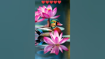 Thumbnail of Mandarin Duck on a Flower Pond ❤️❤️❤️❤️ #music #cover #dance #song #coversong #songcycle #cutesong