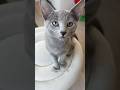 I heard you guys wanted a Mogi meowing compilation #cat #catvideos #funny #pets #kitten