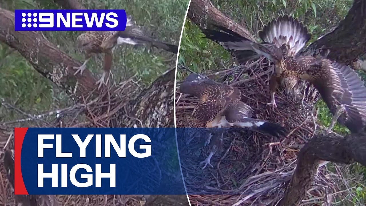 Fan-favourite birds hit major milestone | 9 News Australia