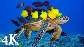 Coral Reef Fish 4K Ultra HD Video With Relaxing Music - Beautiful Ambience For Stress Relief & Sleep by love music 1,547 views 2 years ago 1 hour, 8 minutes