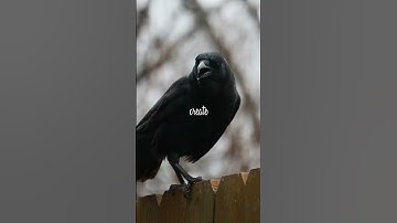 Smart Crows: Tool-Using & Problem-Solving Skills!